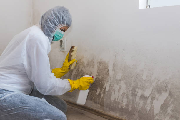 Best Residential Mold Inspection & Testing  in Weston, WV