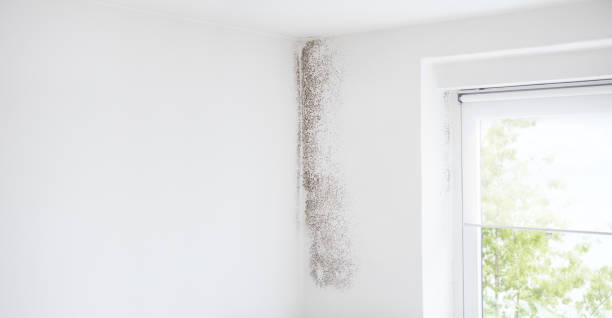 Best Mold-Related Health Consultation  in Weston, WV