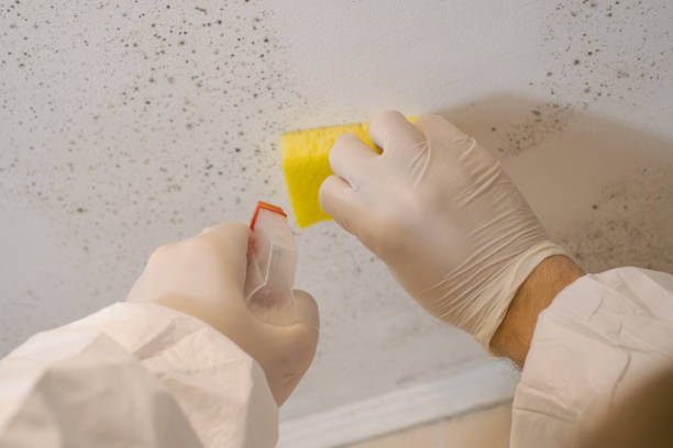 Best Black Mold Removal  in Weston, WV