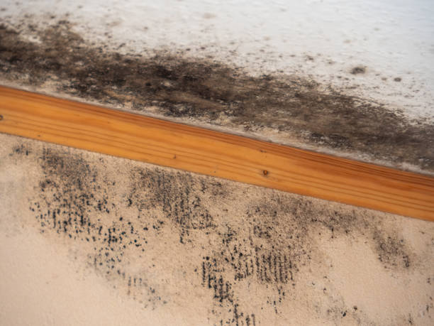 Best Crawl Space Mold Remediation  in Weston, WV