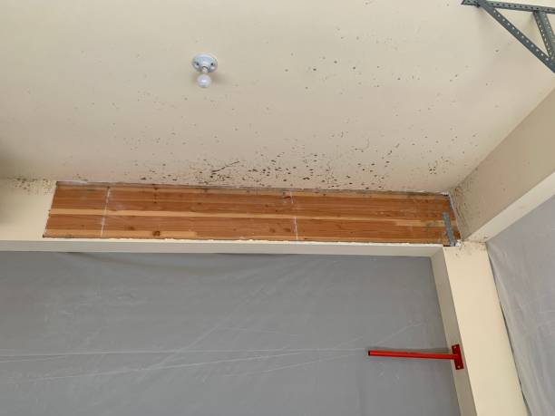 Reliable Weston, WV Mold Removal Solutions