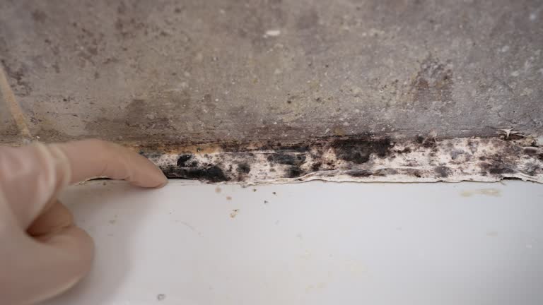 Best Emergency Mold Remediation  in Weston, WV